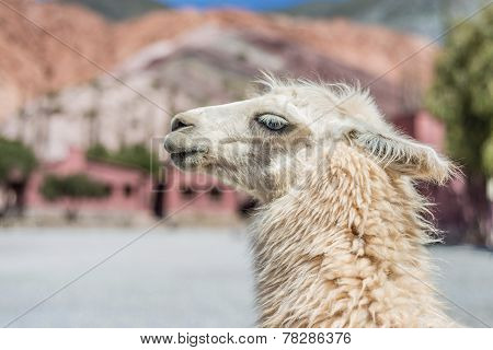 Llama In Purmamarca, Jujuy, Argentina.
