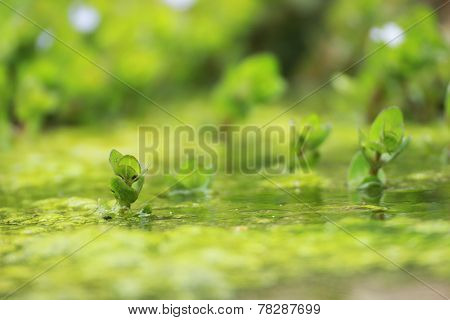 A plant on a small lake