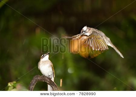 Anne Pomatorhinus ruficollis onu bebek besleme