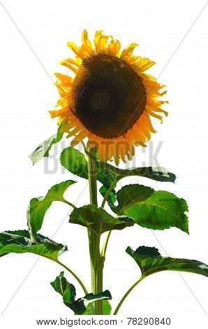 Isolated sunflower