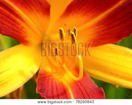 Lily and stamen