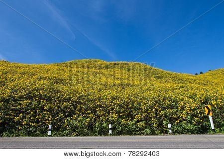 Maxican Sunflower On Meadow And Blue Sky