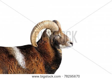 Big Mouflon Ram Portrait Over White
