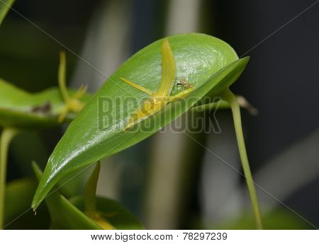 Three Toothed Pleurothallis