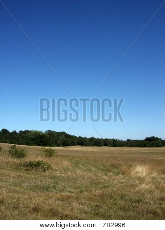 Hainault Wald 8