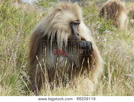 Gelada, Semien Mountains, Ethiopia, Africa