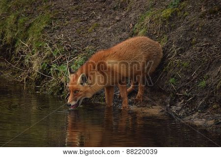 A fox at the Amsterdamse Waterleidingduinen