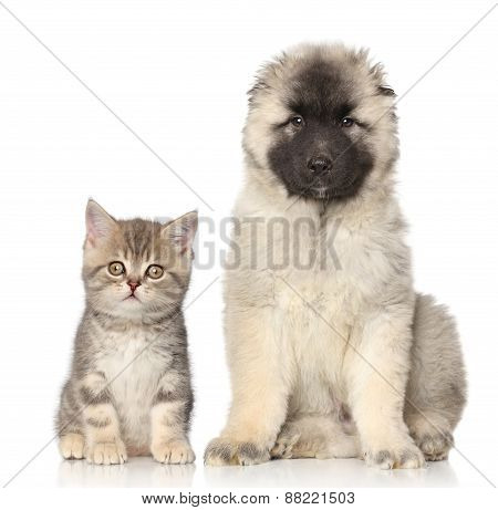 Kitten And Puppy