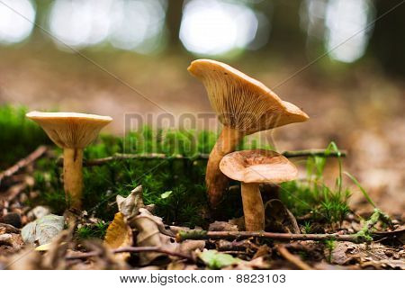 Mushroom