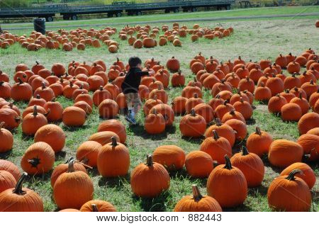 Pumpkim 修补程序