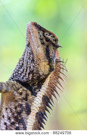 Greater spiny lizard