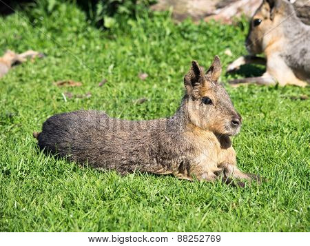 South American Cavy