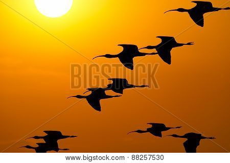 Bird Flock Sun Sky Silhouette
