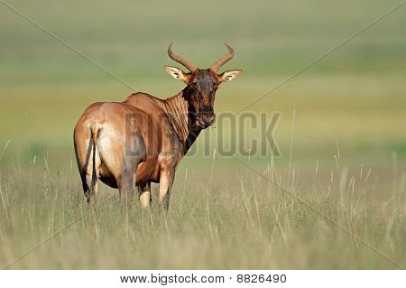 Tsessebe antilope