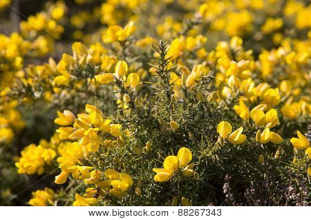 Bright yellow common gorse flowers