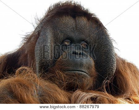 Orang Utan