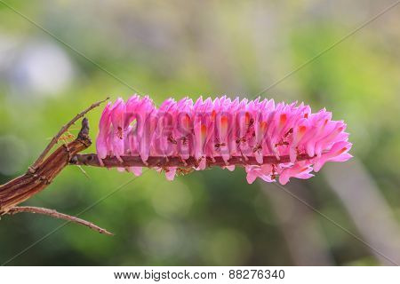 Toothbrush Orchid flower or Dendrobium secundum
