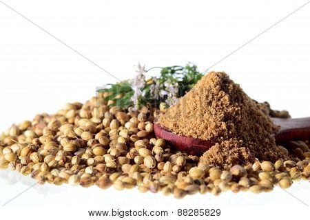 Coriander seeds, Fresh Coriander and Powdered coriander