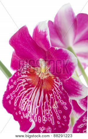 Pansy Orchid - Miltonia Lawless Falls