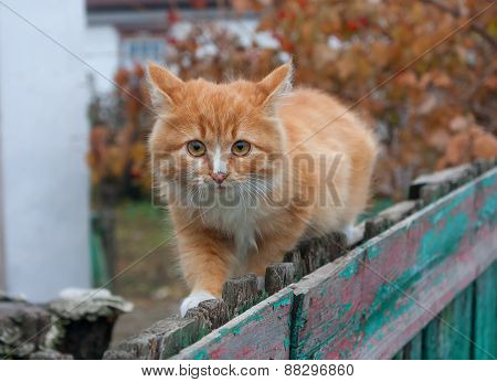 Tiny Red Kitten Outdoors Portrait