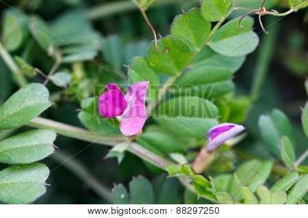 Grass with pink flowers.