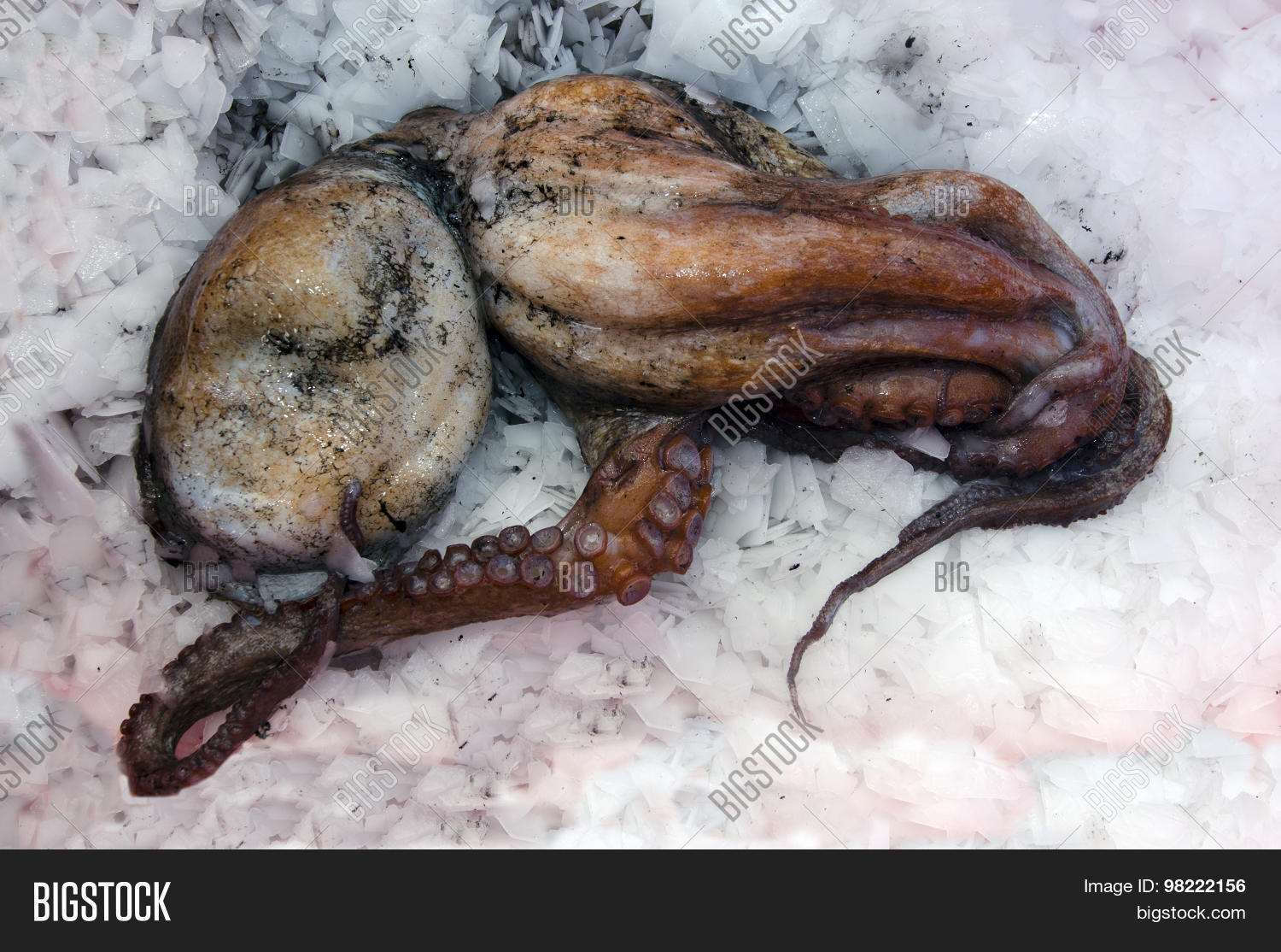 Dead Octopus Box Full Image & Photo (Free Trial) Bigstock