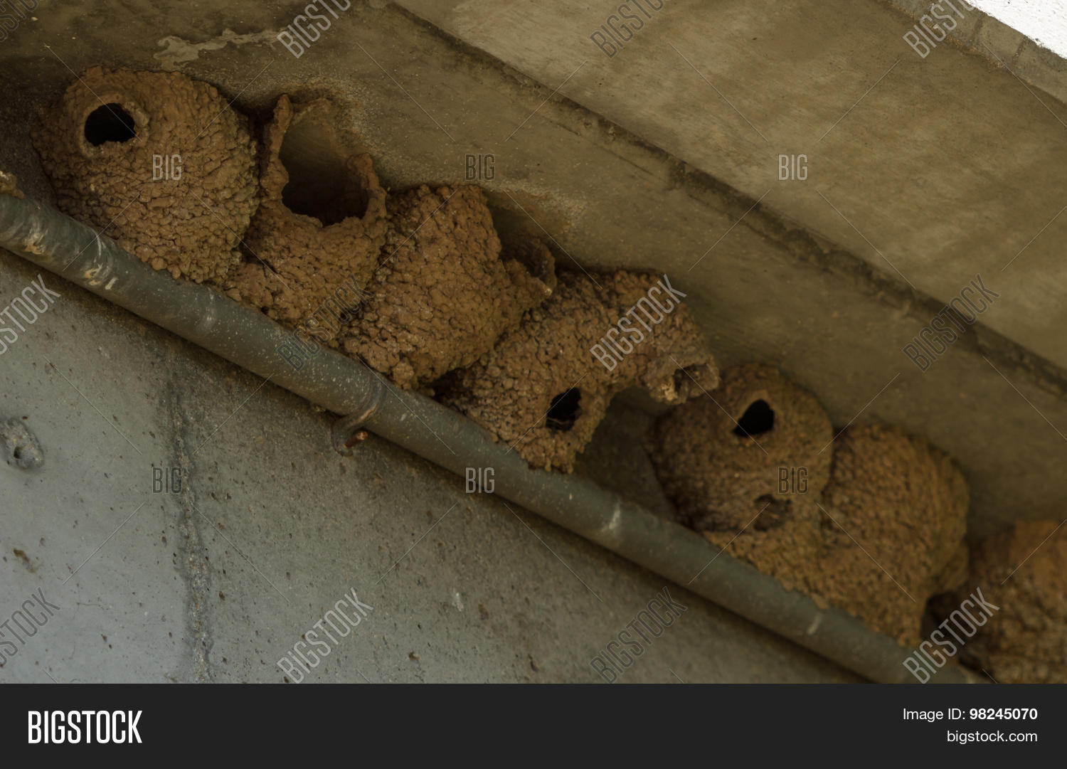 Гнездо ласточки. Опустевшее гнездо. Гнездо ласточки из глины. Глиняные гнезда ласточки. Гнездо птицы на песке.