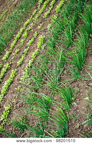 Kitchen Garden With Cabbage,  Seedlings And Young Greens