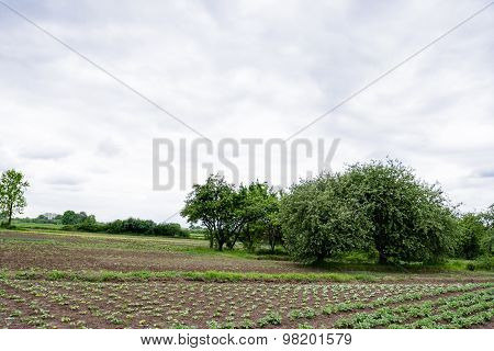 Kitchen Garden With Seedlings And Young Greens