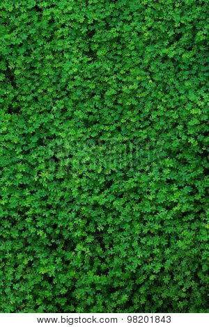 Green Clover Field