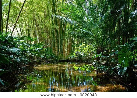 Jungle maisema 2