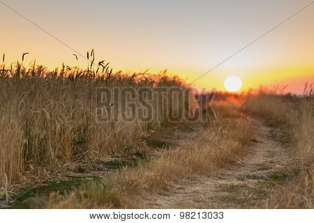 Sunrise in the wheat field