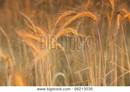 Spikelets of wheat