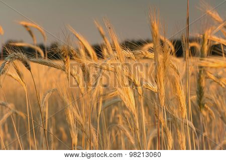 Spikelets of wheat