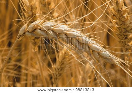 Spikelets of wheat