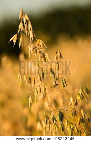 The field of oats