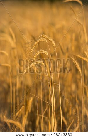 Wheat ears