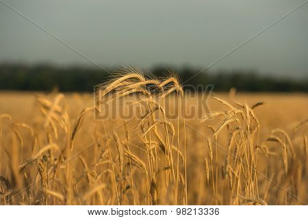 Wheat ears