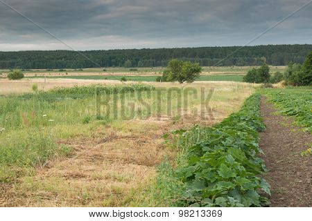 Summer landscape in the countryside