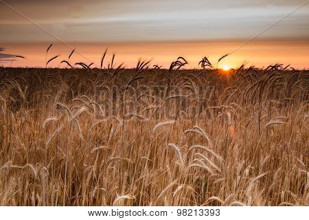 Sunrise in the wheat field