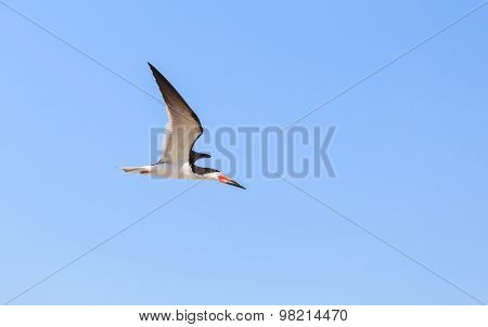 Black skimmer tern