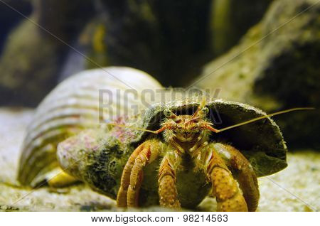 A Hermit Crab carry his shell underwater
