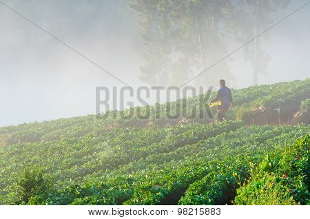 Chiang Mai, Thailand-december 11 : Worker Harvesting  Strawberry In Strawberry Field On December 11,