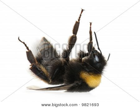 บัมเบิลบี sp. Bombus หน้าพื้นหลังสีขาว
