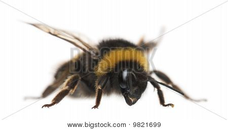 บัมเบิลบี sp. Bombus หน้าพื้นหลังสีขาว