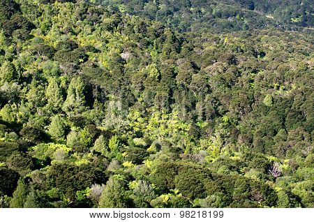 Aerial landscape view of Waitakere rain forest in New Zealand.