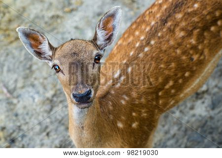 Beautiful Young Fallow Deer