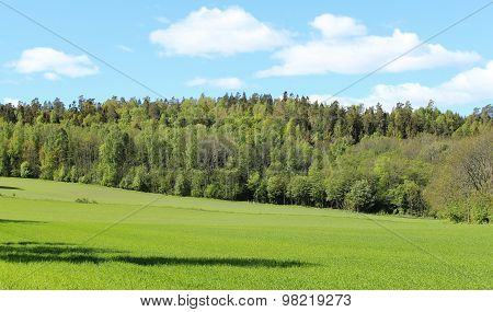 Norwegian woods and fields in the summer