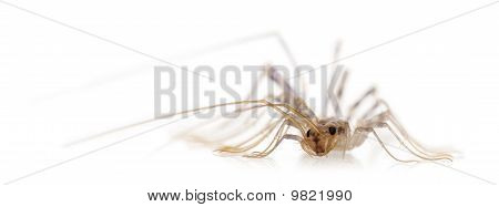 บ้านตะขาบ Scutigera Coleoptrata หน้าพื้นหลังสีขาว