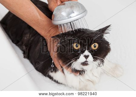 Bathing A Cat